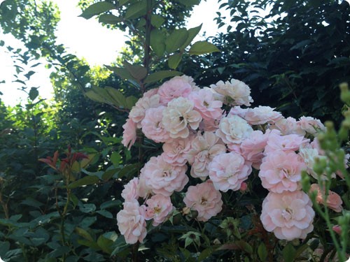 Promenade plantée bastille bois de vincenne