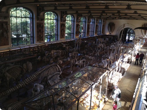 Galerie d’Anatomie comparée et de Paléontologie