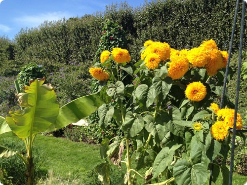 Le Jardin des Plantes