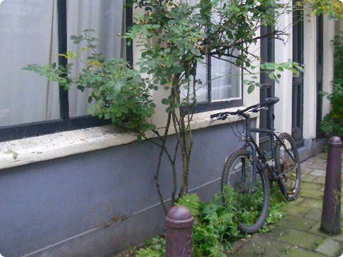 自転車〈アムステルダム その1〉