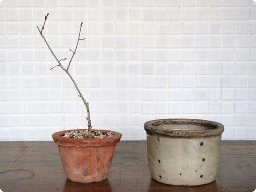 陶器のフロマージュブランポット