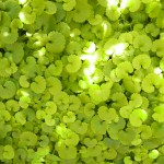 定休日のお知らせ